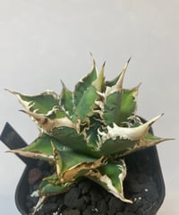 毒蛇 ベアルート子株 | plants by frame