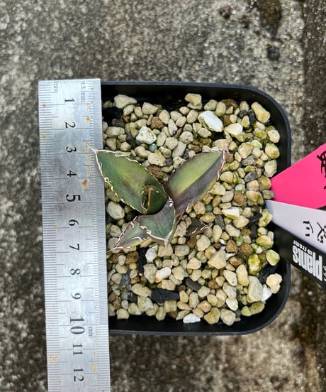 鬼爪　発根済　小株（鬼1）
