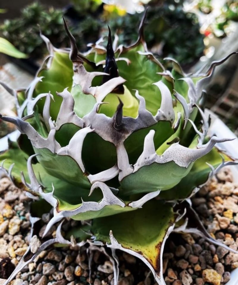 TONY産）HADES/黒帝斯 中株（H4） | plants by frame