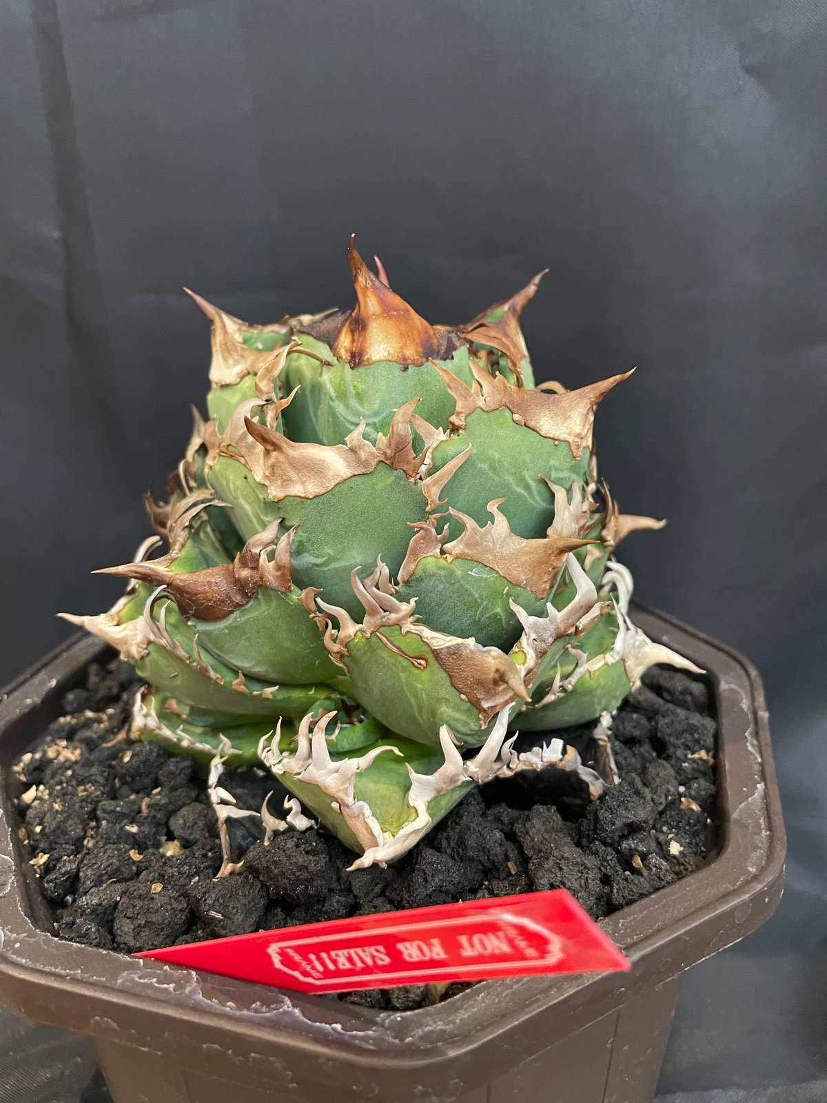 皇冠親株 皇冠 子株 | plants by frame