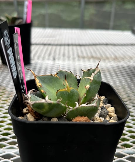 鬼爪　発根済　子株（11）