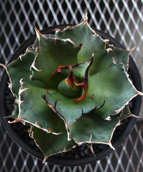 valiem植栽　HADES  L size