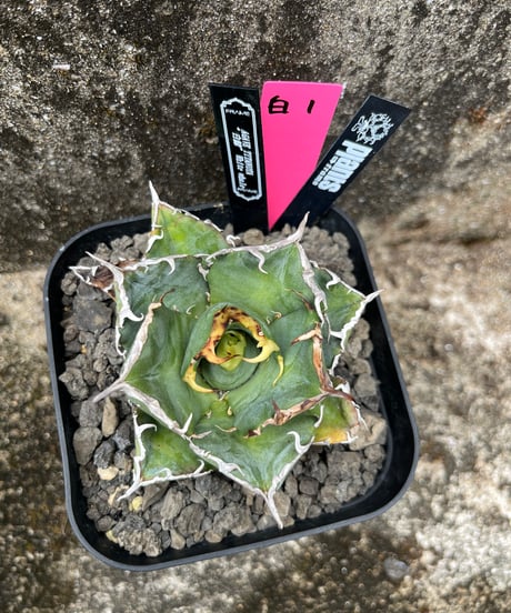 （lize血統）白鯨　発根済　小株