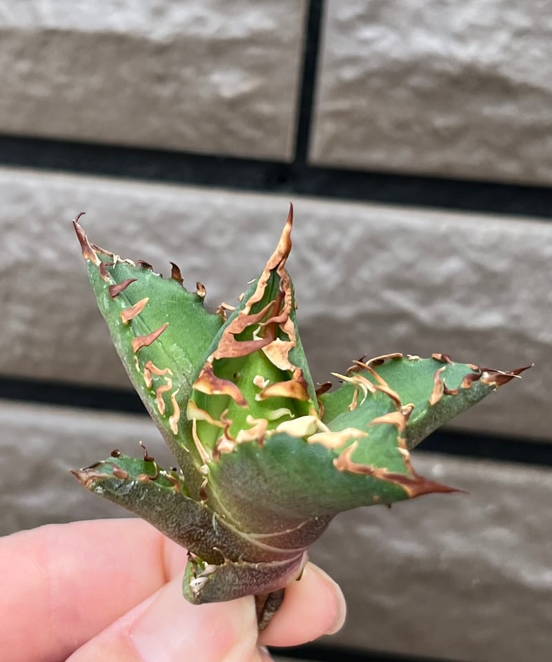 毒刺産 背刺紅猫 未発根 | plants by frame 毒刺産 背刺紅猫 未発根 | plants by frame