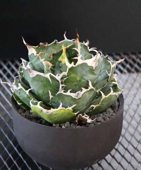 valiem植栽 白鯨　 Lsize