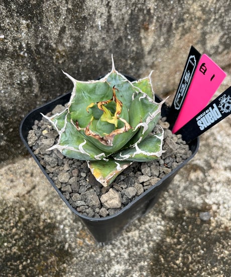 CATEGORY 厳選小株 | plants by frame