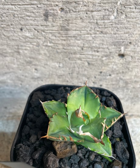 白犀牛　発根済　小株