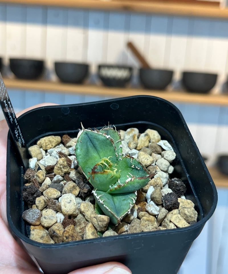 【親株】LIZE血統　流星　子株6つ付き 親株】LIZE血統 流星 子株6つ付き 親株】LIZE血統 流星 子株6つ付き