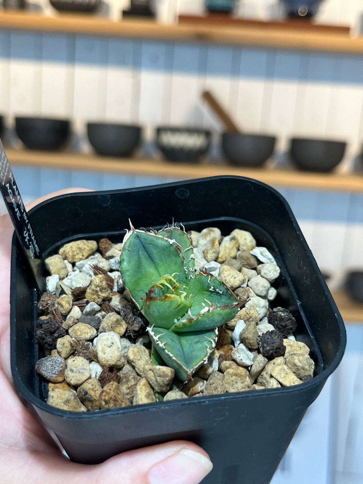 冰雹（LIZE血統） | plants by frame