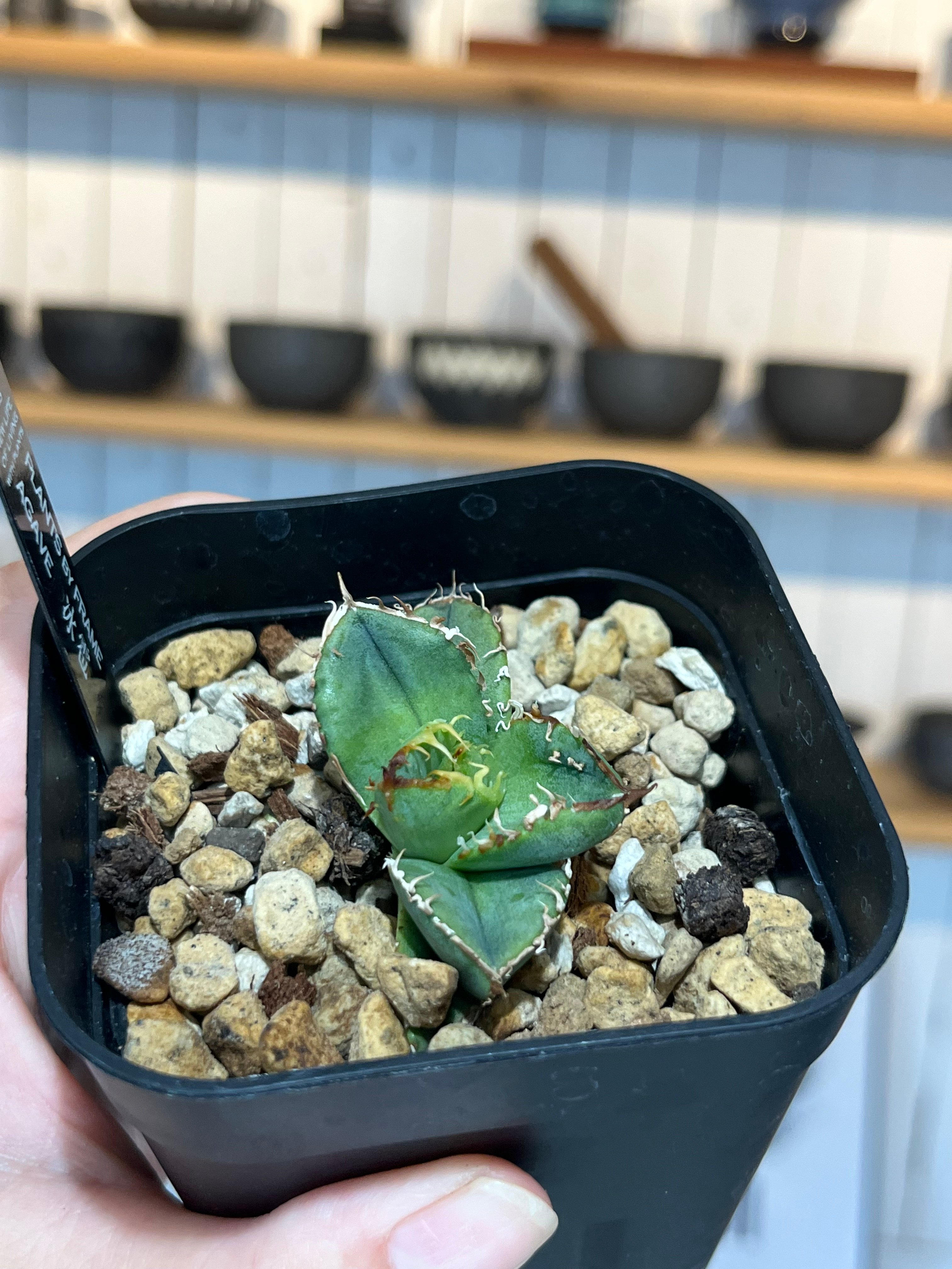 冰雹（LIZE血統） | plants by frame