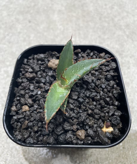 羽毛　発根済　子株