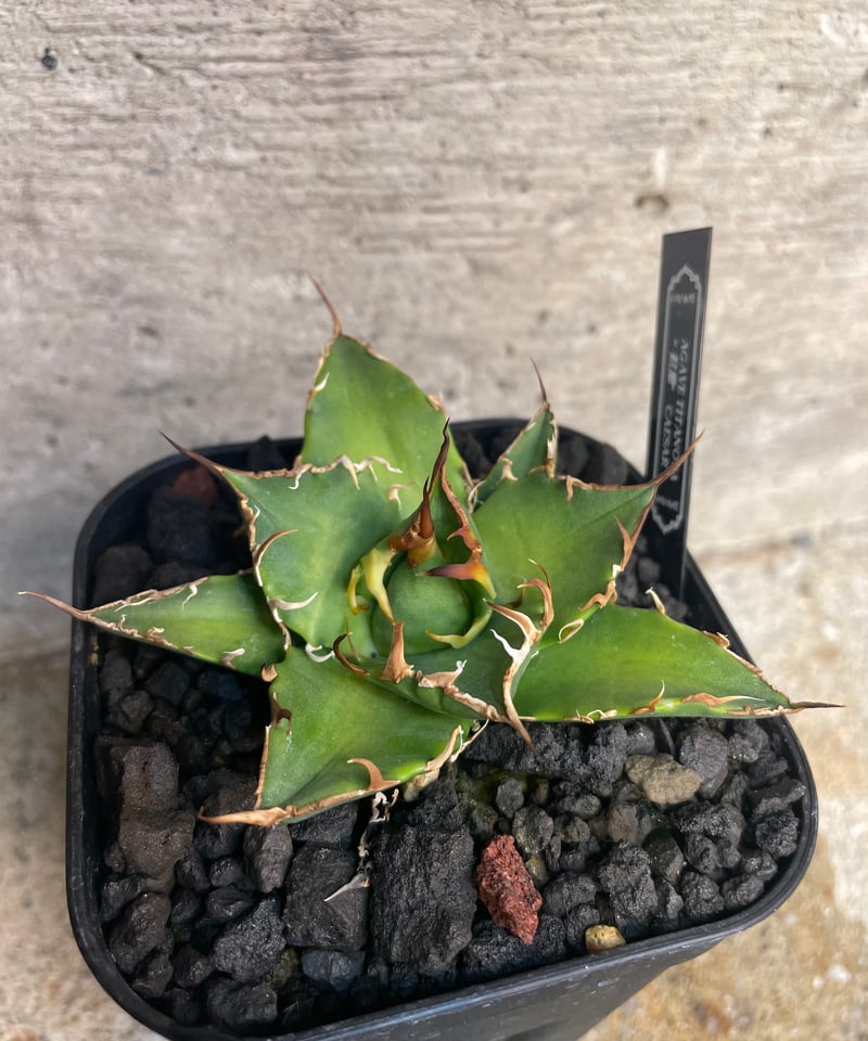 台湾 lize血統 シーザー 凱撤 【公式通販】