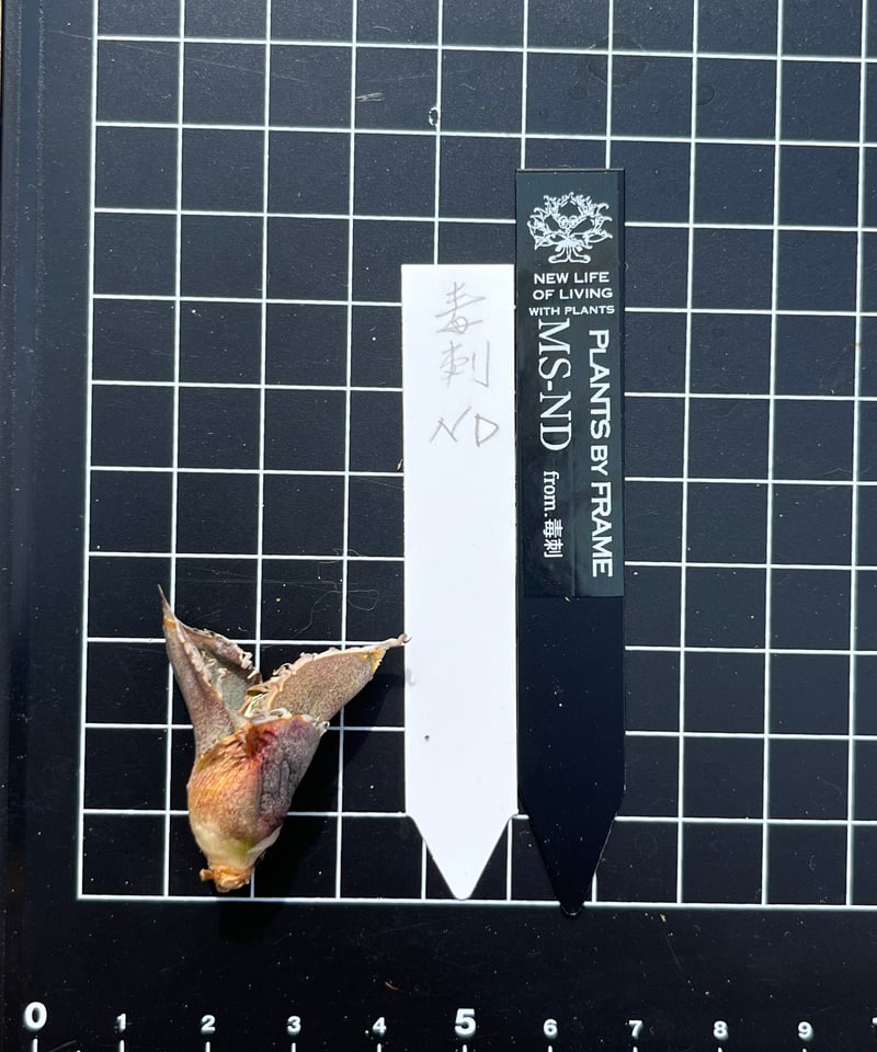 毒刺産 MS-ND 未発根 | plants by frame