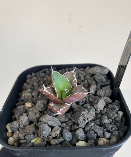 （lize血統）鬼爪　発根済　子株