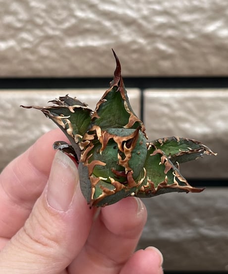 毒刺産　背刺紅猫　未発根