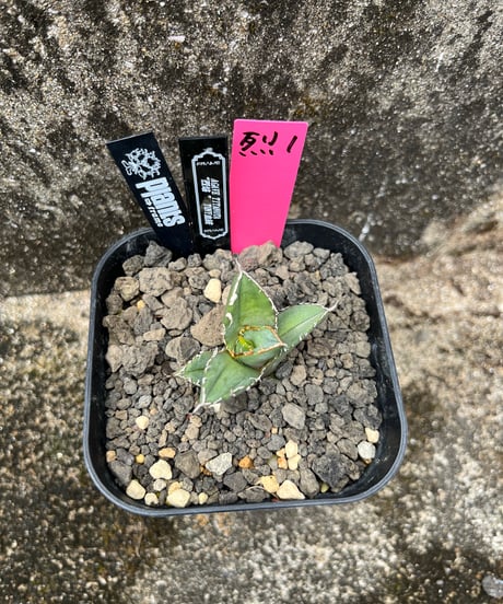 （TONY血統）烈焰　発根済　小株