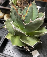 毒蛇 ベアルート子株 | plants by frame