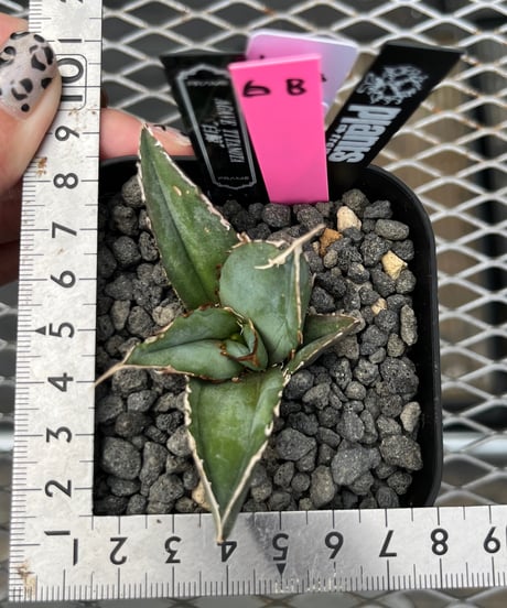 （lize血統）白鯨　発根済　子株（B）