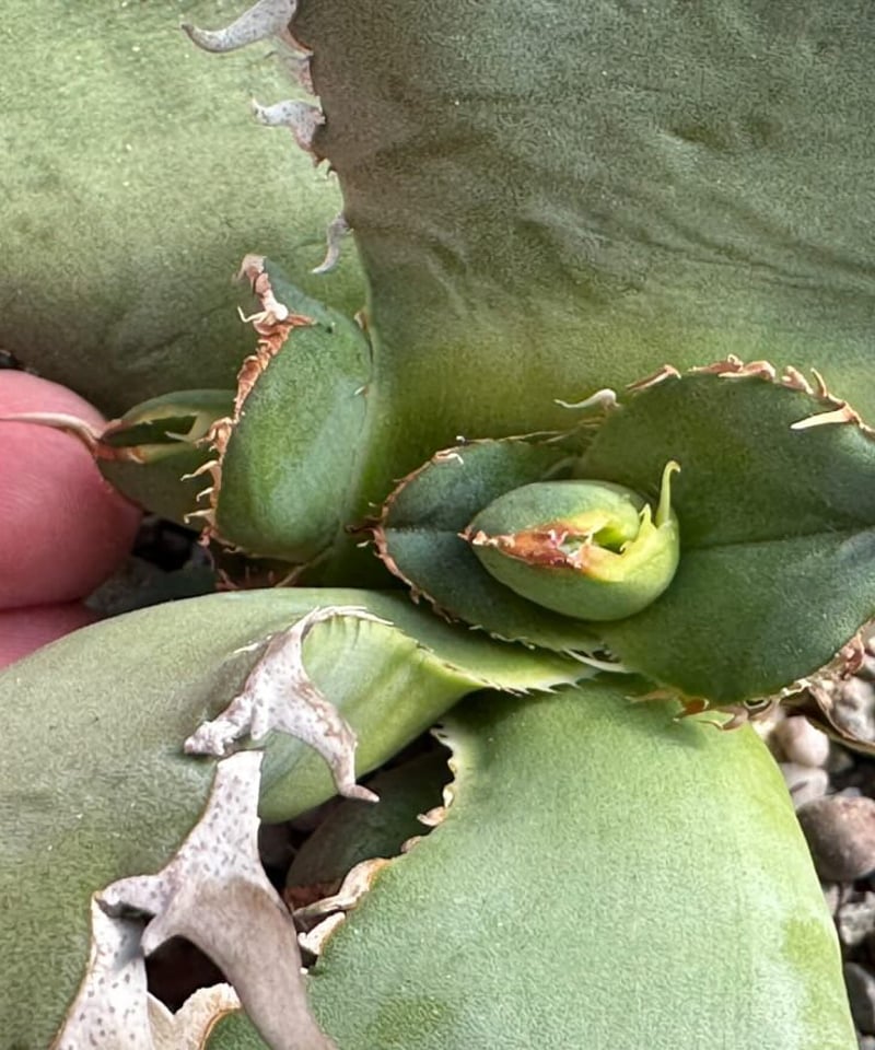 毒刺産）WV 子株 | plants by frame