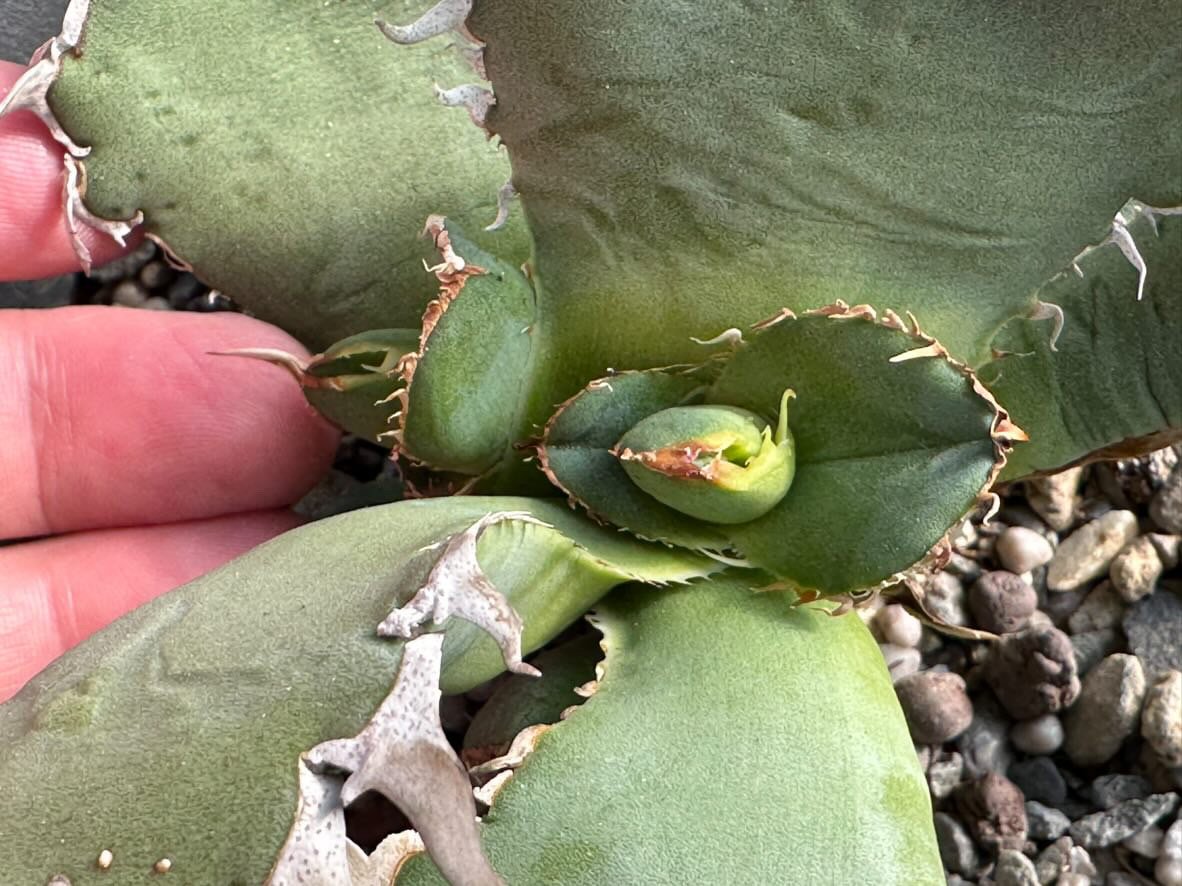 アガベ チタノタ 毒刺G 子株 【公式通販】