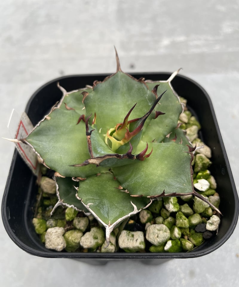 lize血統)HADES/恐竜牙齒 発根済小株 | plants by frame lize血統)HADES/恐竜牙齒 発根済小株 | plants by frame
