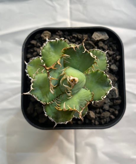 （TONY産）filigree/圓葉拇指　発根済