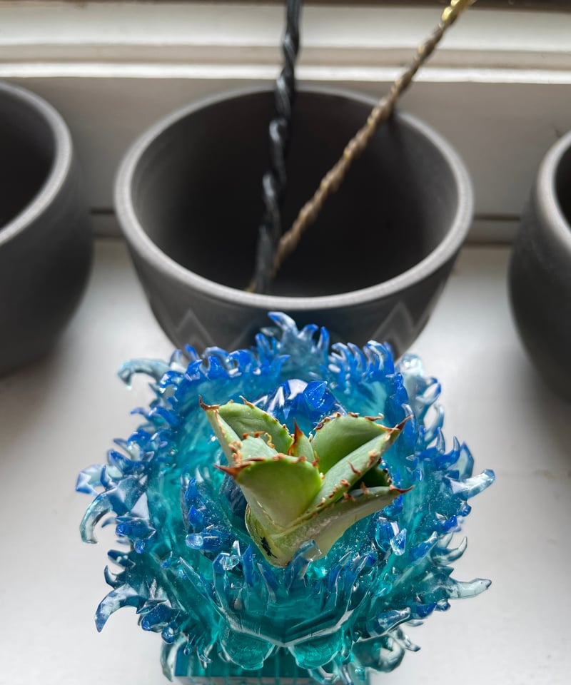 毒蛇 ベアルート子株 | plants by frame