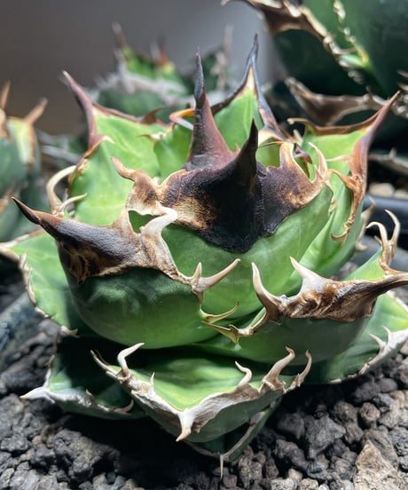 CATEGORY 台湾レア株 | plants by frame