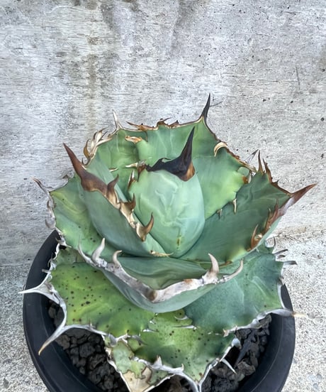 （lize血統）鳳凰　発根済　大株