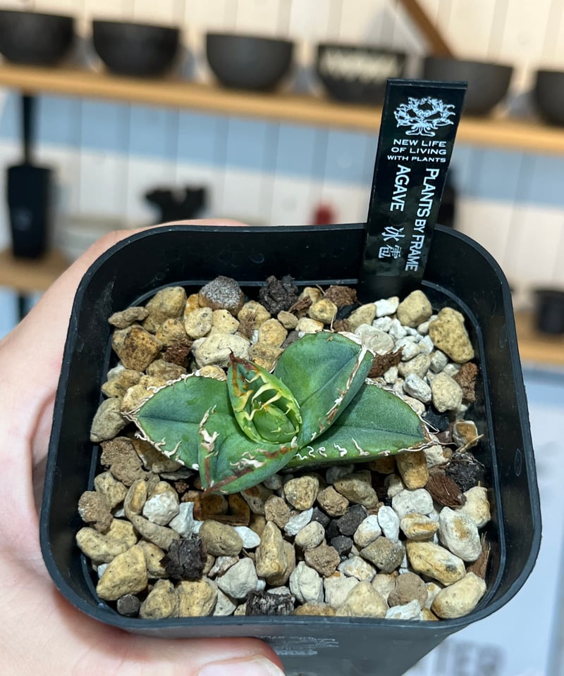 lize 血統　冰雹　子株 冰雹（LIZE血統） | plants by frame