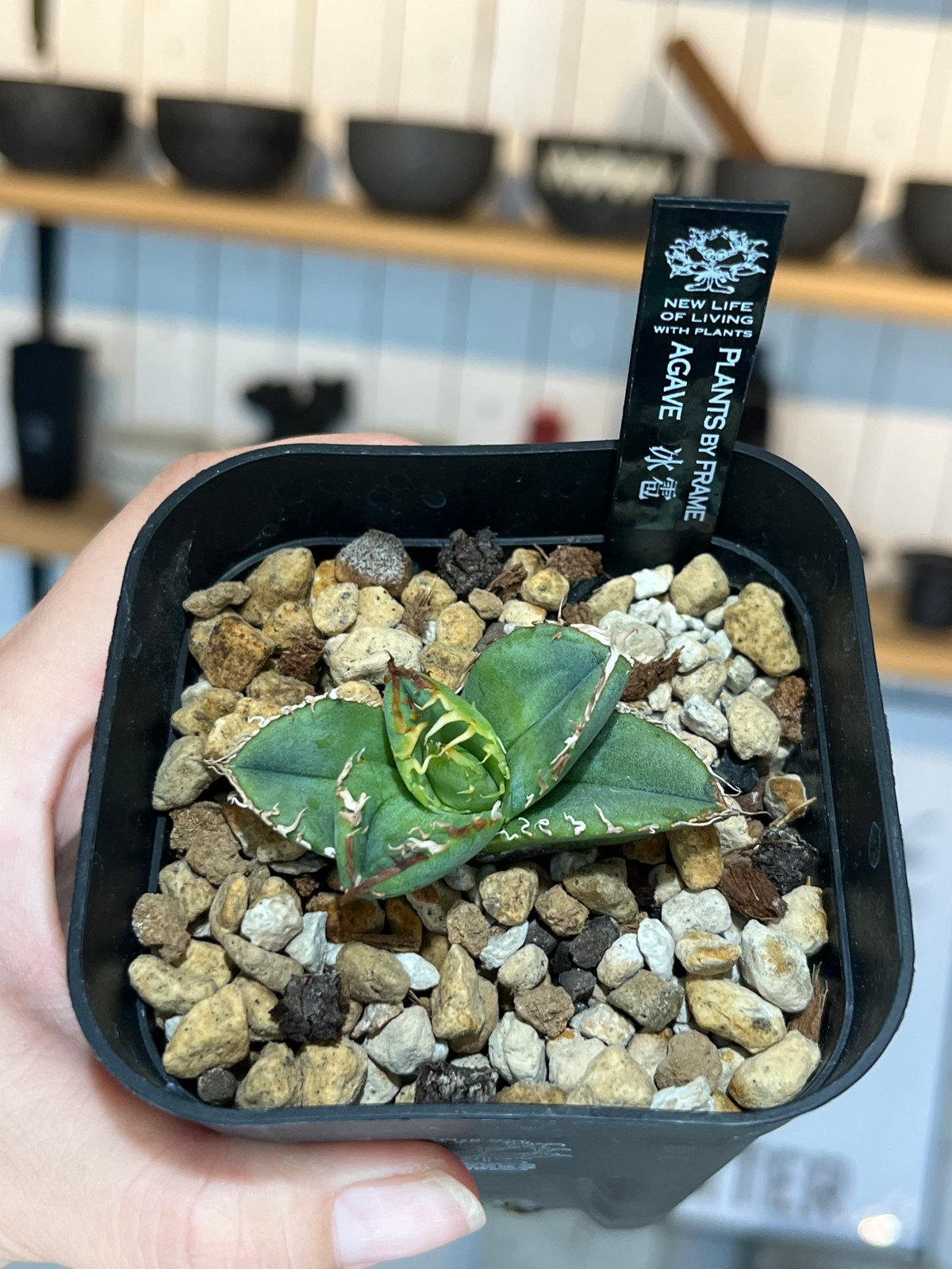 冰雹（LIZE血統） | plants by frame