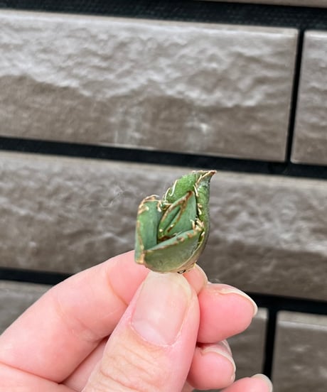 毒刺産　毒刺ND 未発根