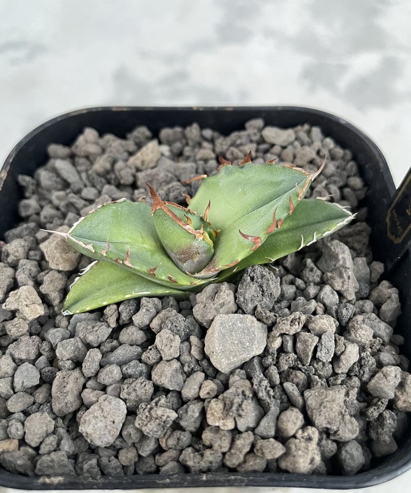 緑犀牛 OC子株② 緑犀牛 OC子株②