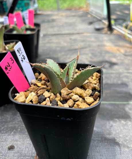 （TONY血統）烈焔　発根済　小株（烈焔3）