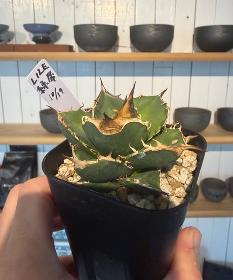 （LIZE血統）緑犀牛