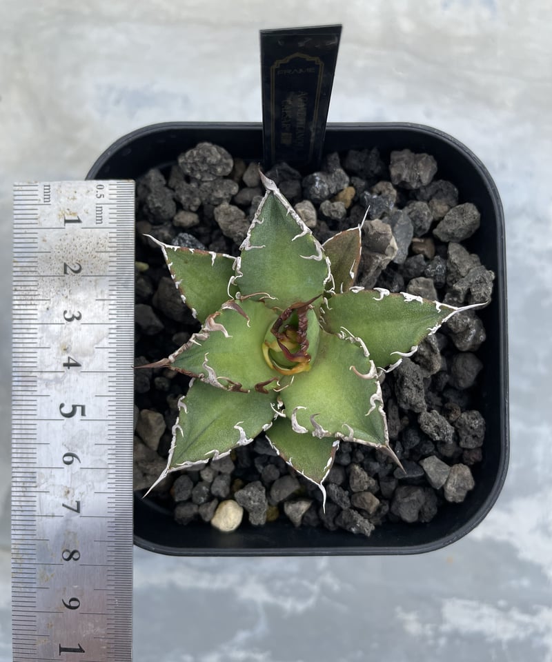 台湾lize血統シーザー凱撤