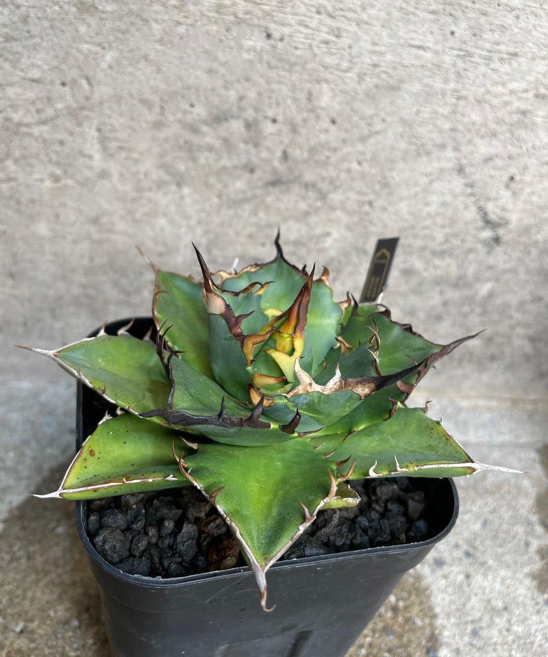 TONY産）HADES/黒帝斯 中株 | plants by frame