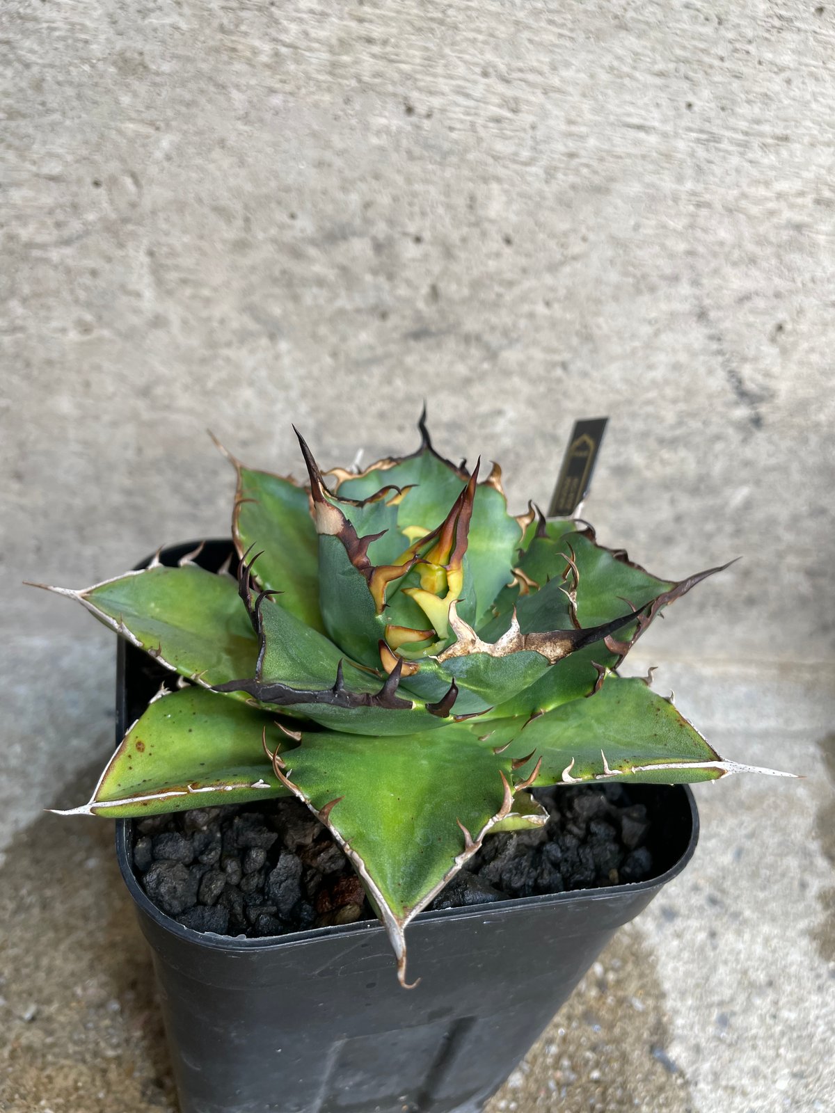 TONY産）HADES/黒帝斯 中株 | plants by frame