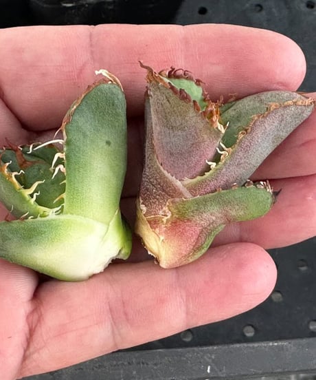 （毒刺産）WV 子株