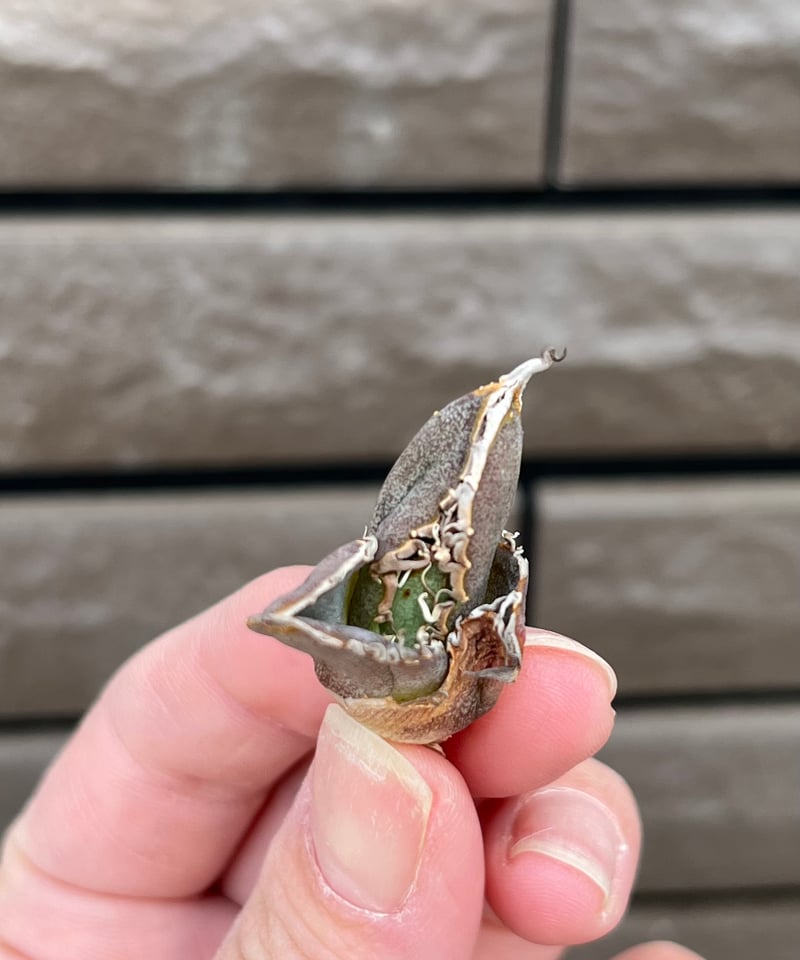 【専用】アガベ 麻花 毒刺血統【ご予約済み】 毒刺産 毒刺ND 未発根 | plants by frame