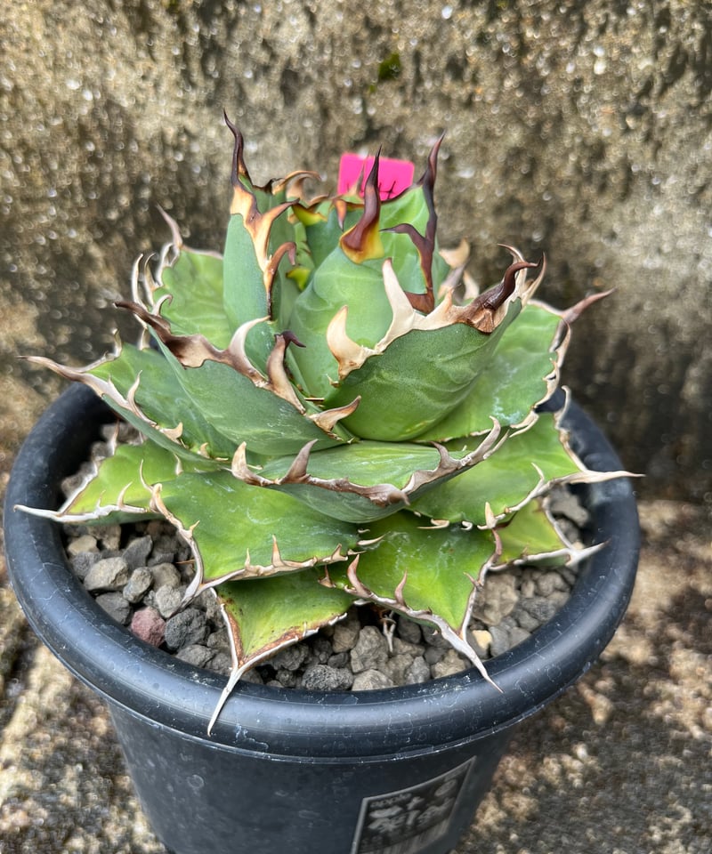 TONY産）HADES/黒帝斯 中株（H4） | plants by frame