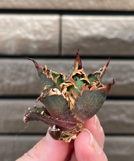 毒刺産　背刺紅猫　未発根