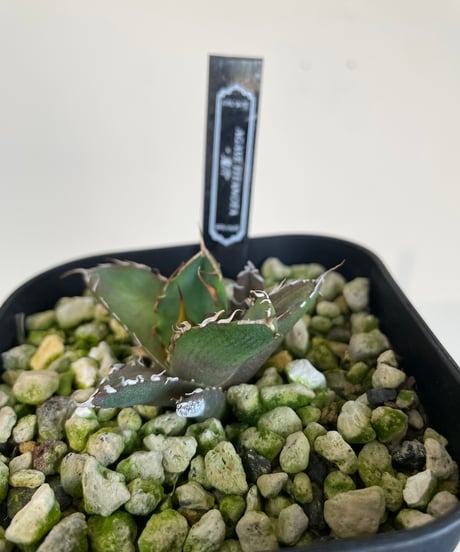 （lize血統）鬼爪　発根済　子株