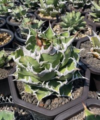 CAESAR 発根済み　子株