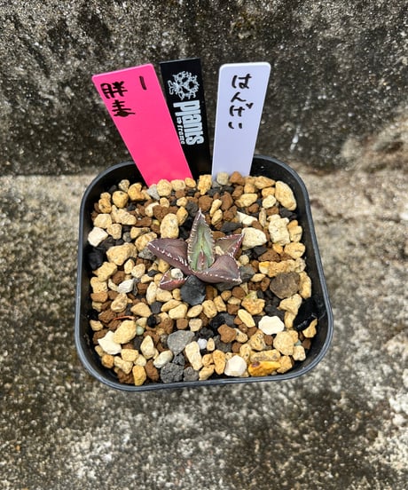 毒刺　胖鯨　発根済　子株（胖1）