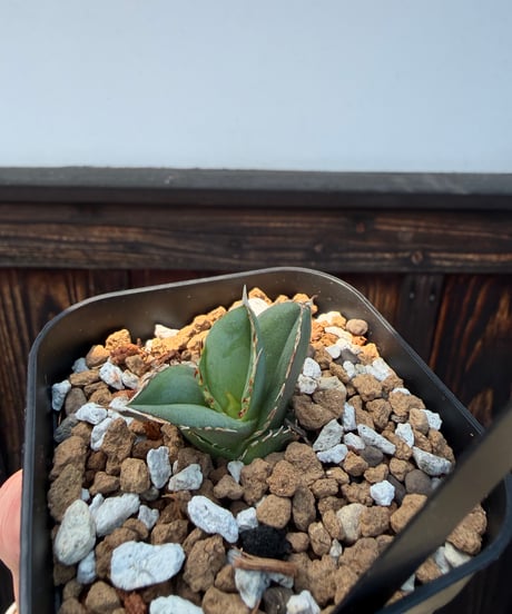 （LIZE血統）大白鯊（大白海胆）発根済