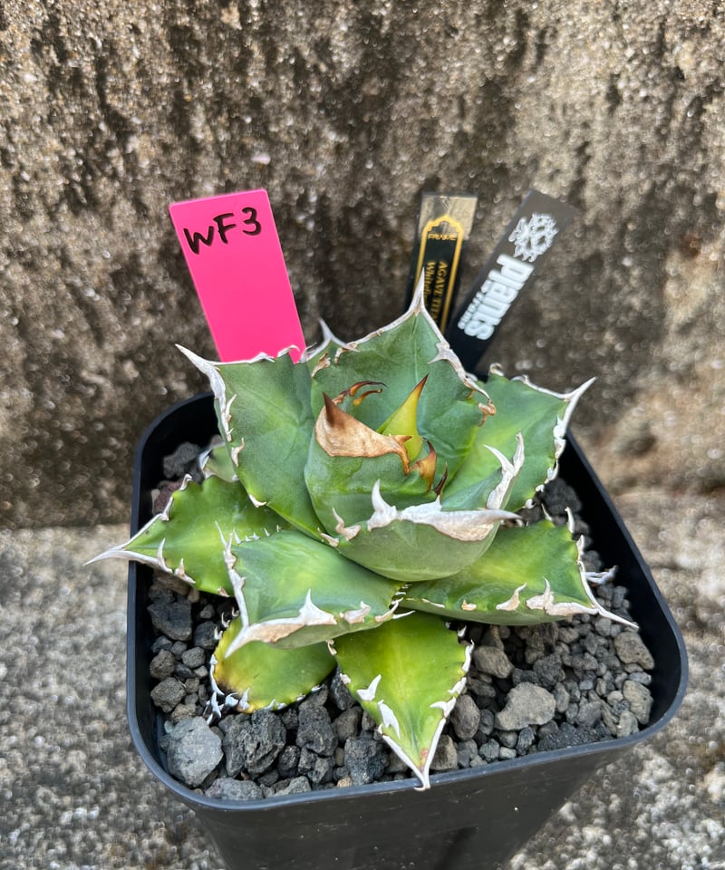 アガベ 白焔 ホワイトファイヤー 親株 【公式通販】