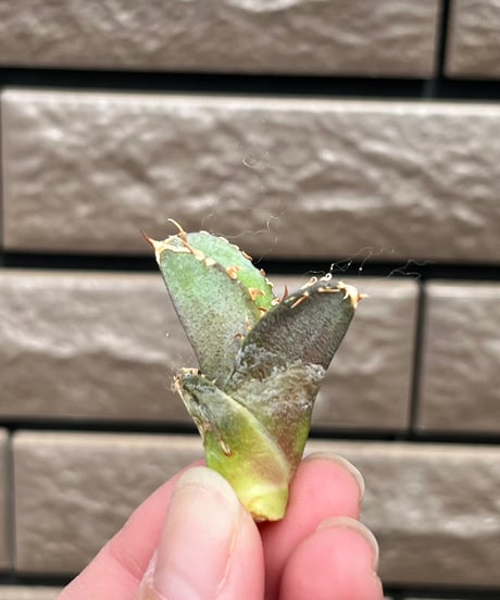 大白鯊　海胆子株　未発根
