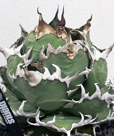 （lize血統）凱撒/シーザー　発根済み子株大