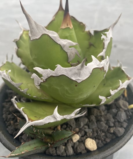 （lize血統）白排刺　発根済小株